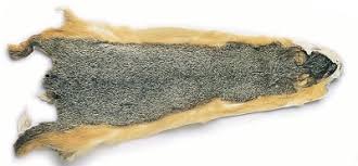 Veniard Fox Squirrel