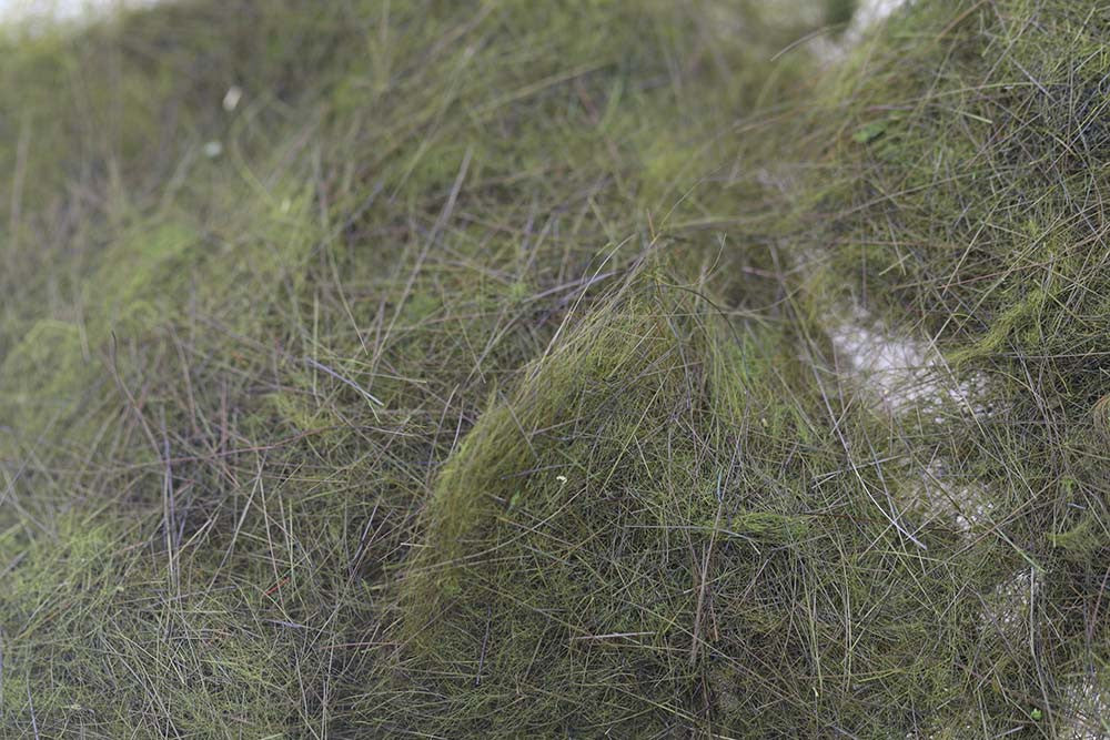 SWISS CDC Long Argentinian Hare 1g